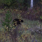 II - Cassiar to Prince George – 47.jpg