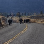 I -bis Portland – 03.jpg