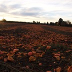 II-bis Sebastopol – 07.jpg