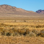 greatbasin-33.jpg
